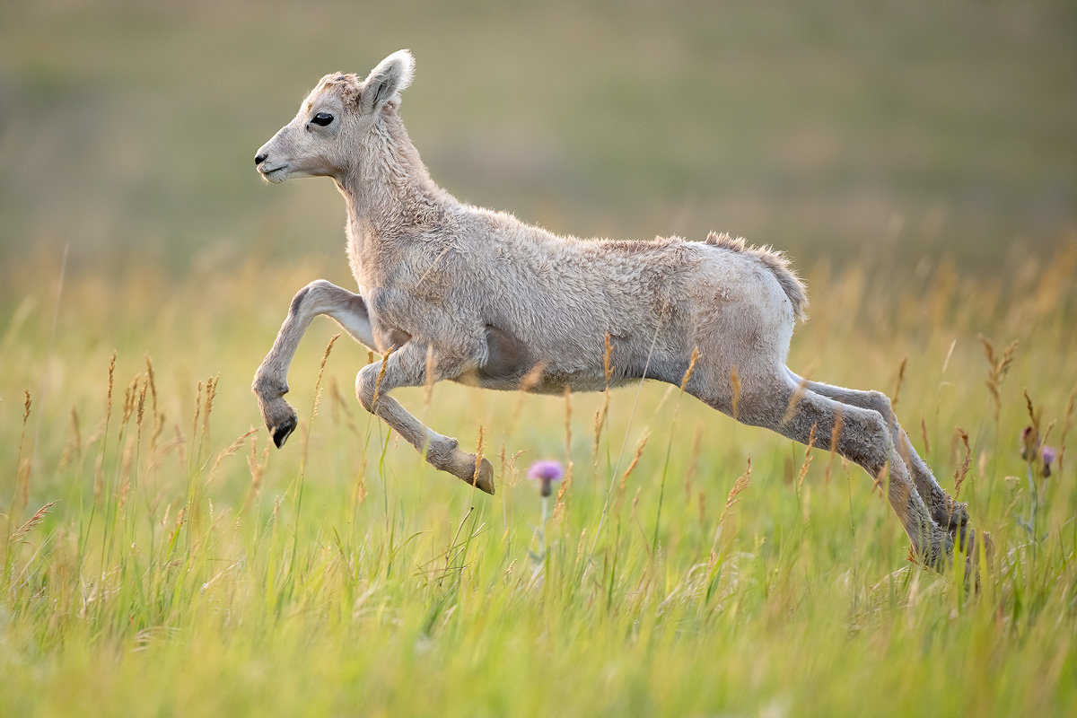 lamb-over-flower.jpg