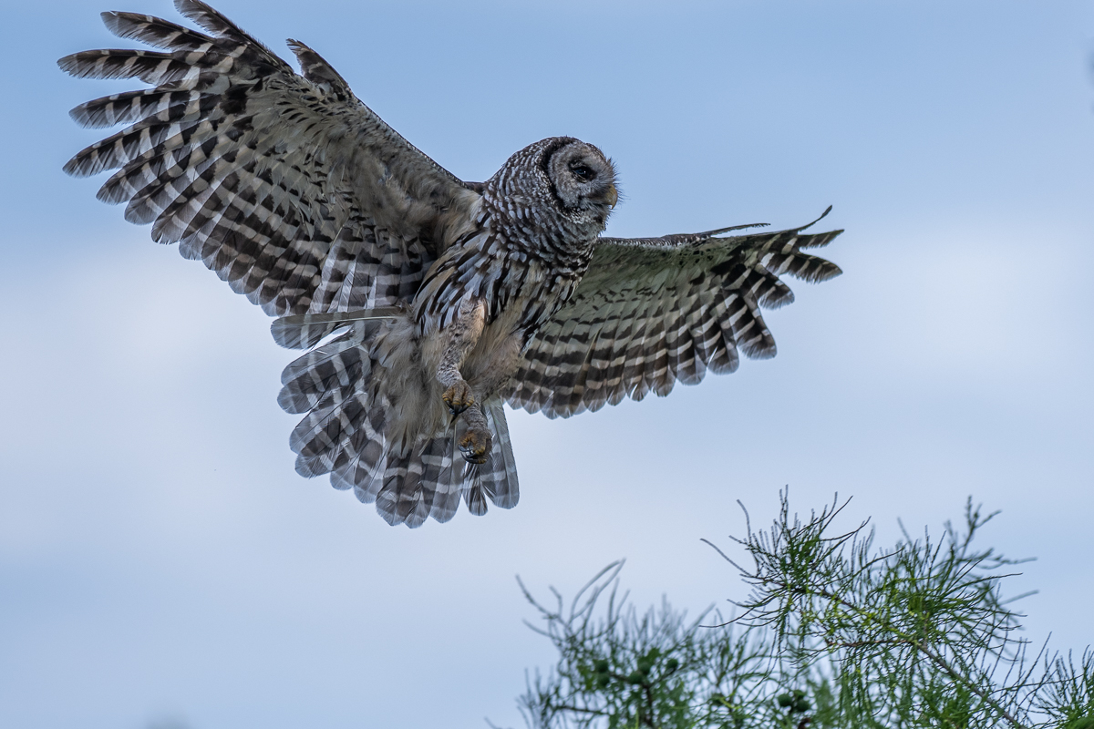 Landing Barred Owl 50923-1.jpg