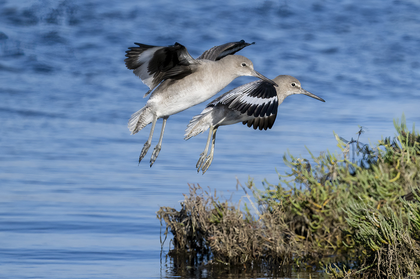 Landing Willets.jpg