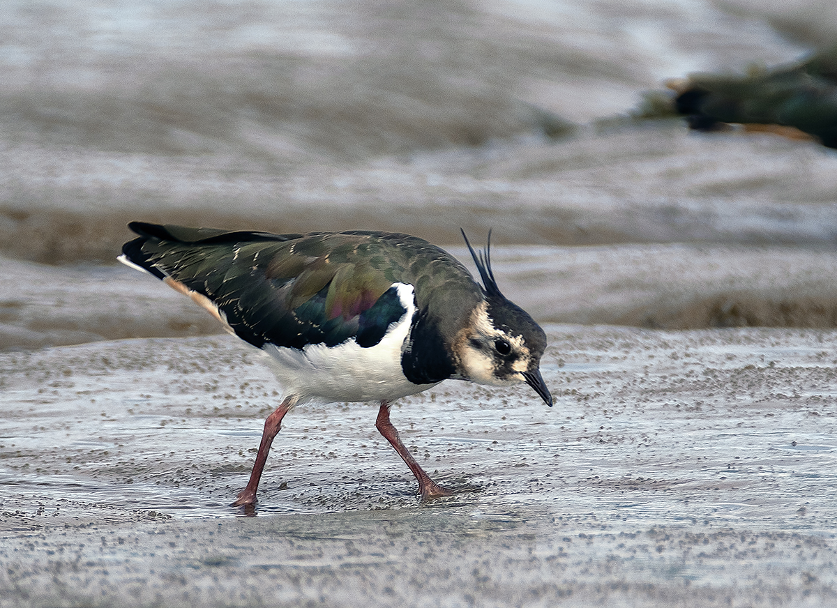 Lapwing Sounds Promising copy.jpg