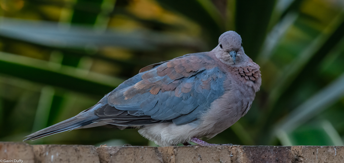 Laughing Dove (1 of 1)-2.jpg