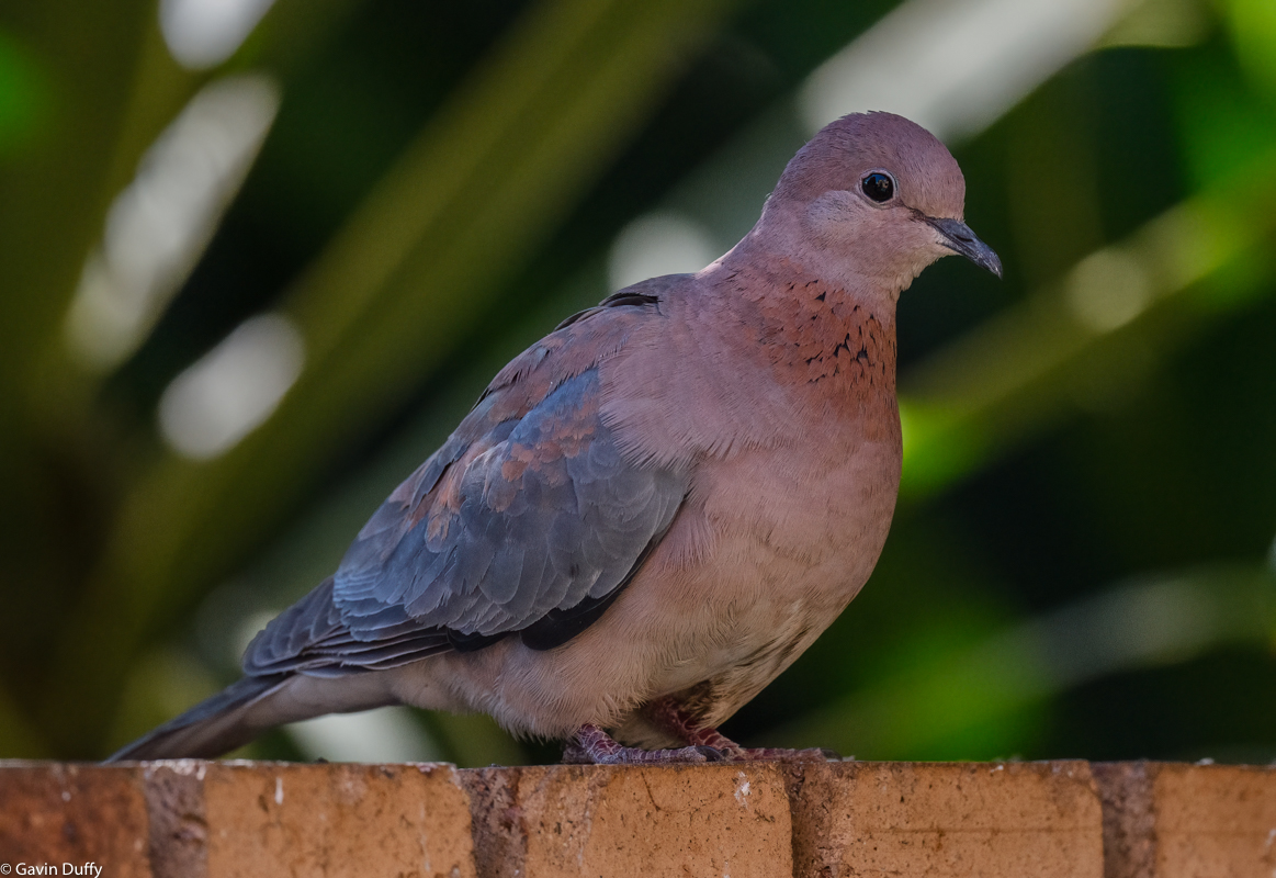 Laughing Dove (1 of 1).jpg