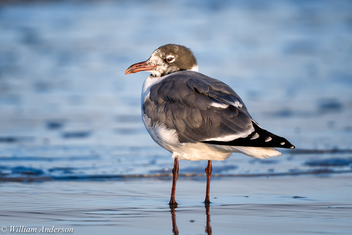 Laughing Gull, 2nd Winter.jpg