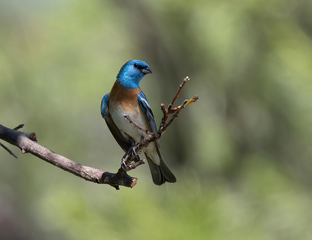 Lazuli Bunting  Gulag 850_323607282020-denoise-denoise.jpg