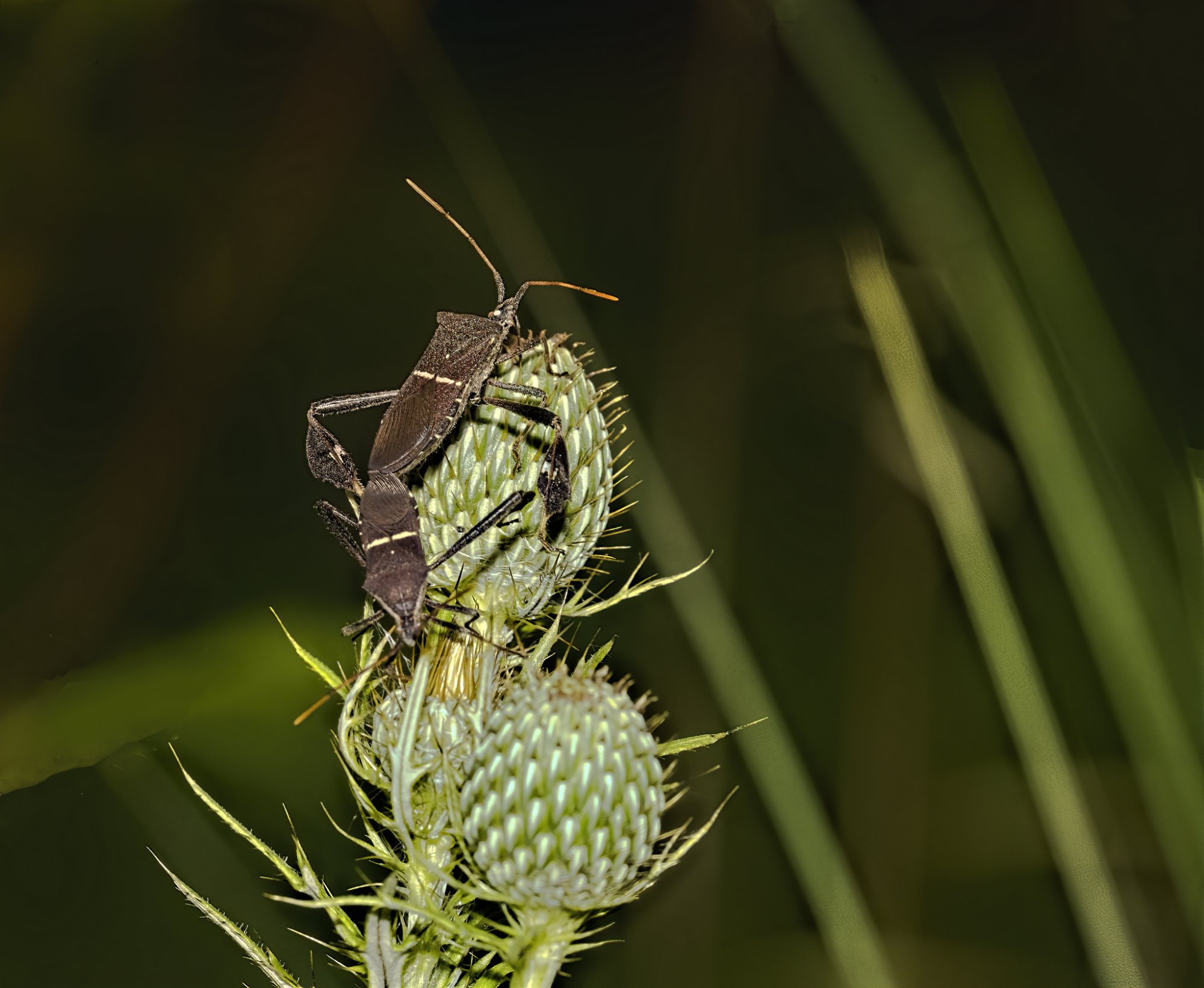 Leaf-footed Bugs for web 4Sep2020.jpg