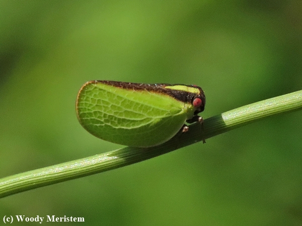 Leafhopper.JPG