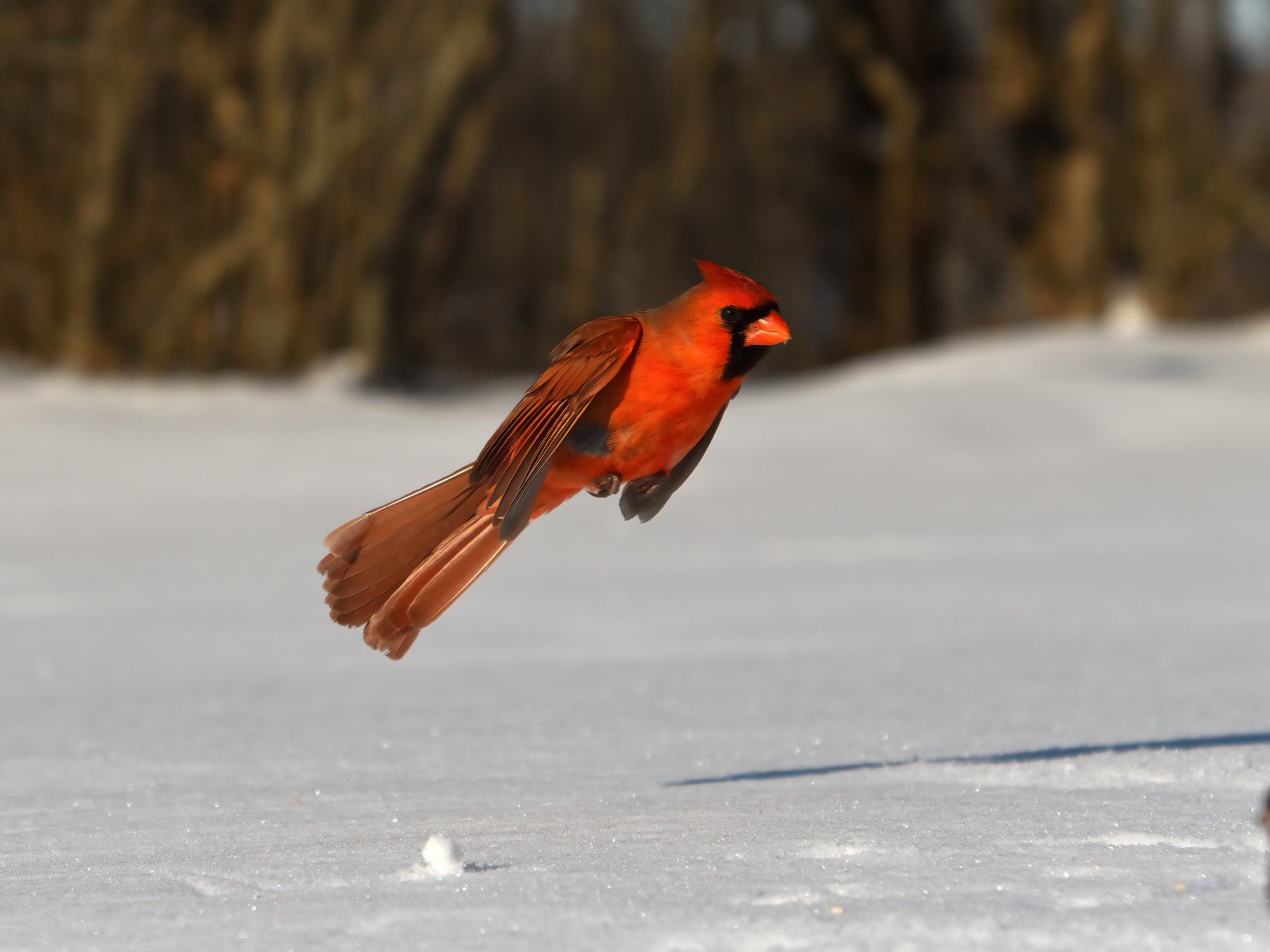 Leaping Cardinal.jpg