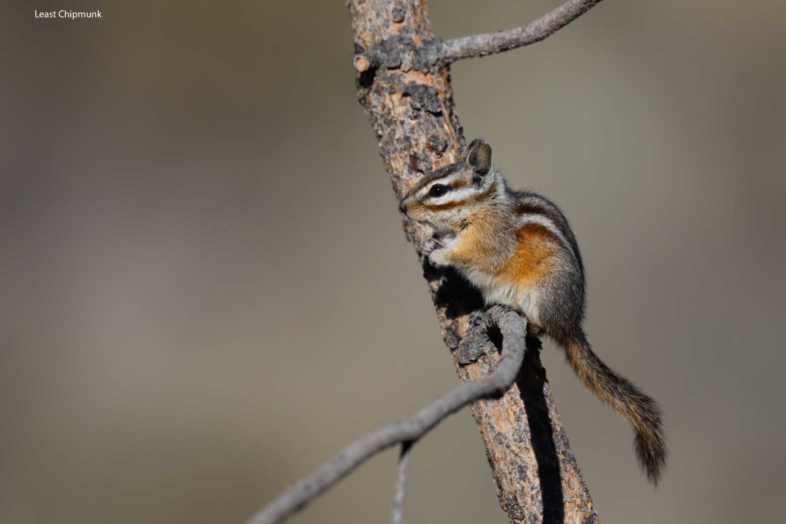 Least-Chipmunk-Cabin-Lake.jpg