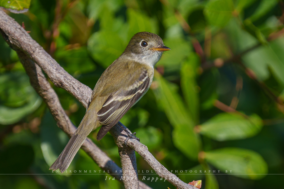 Least Flycatcher-2.jpg