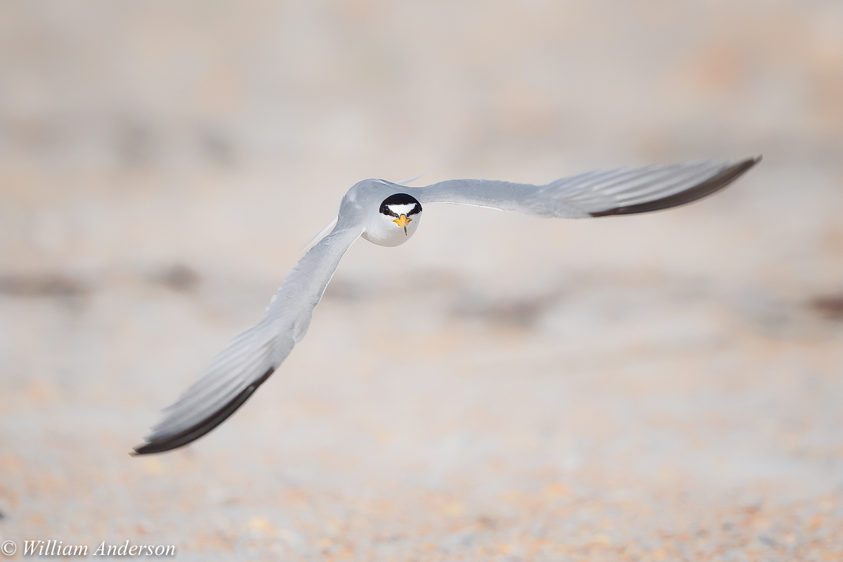 Least Tern in Flight-4.jpg