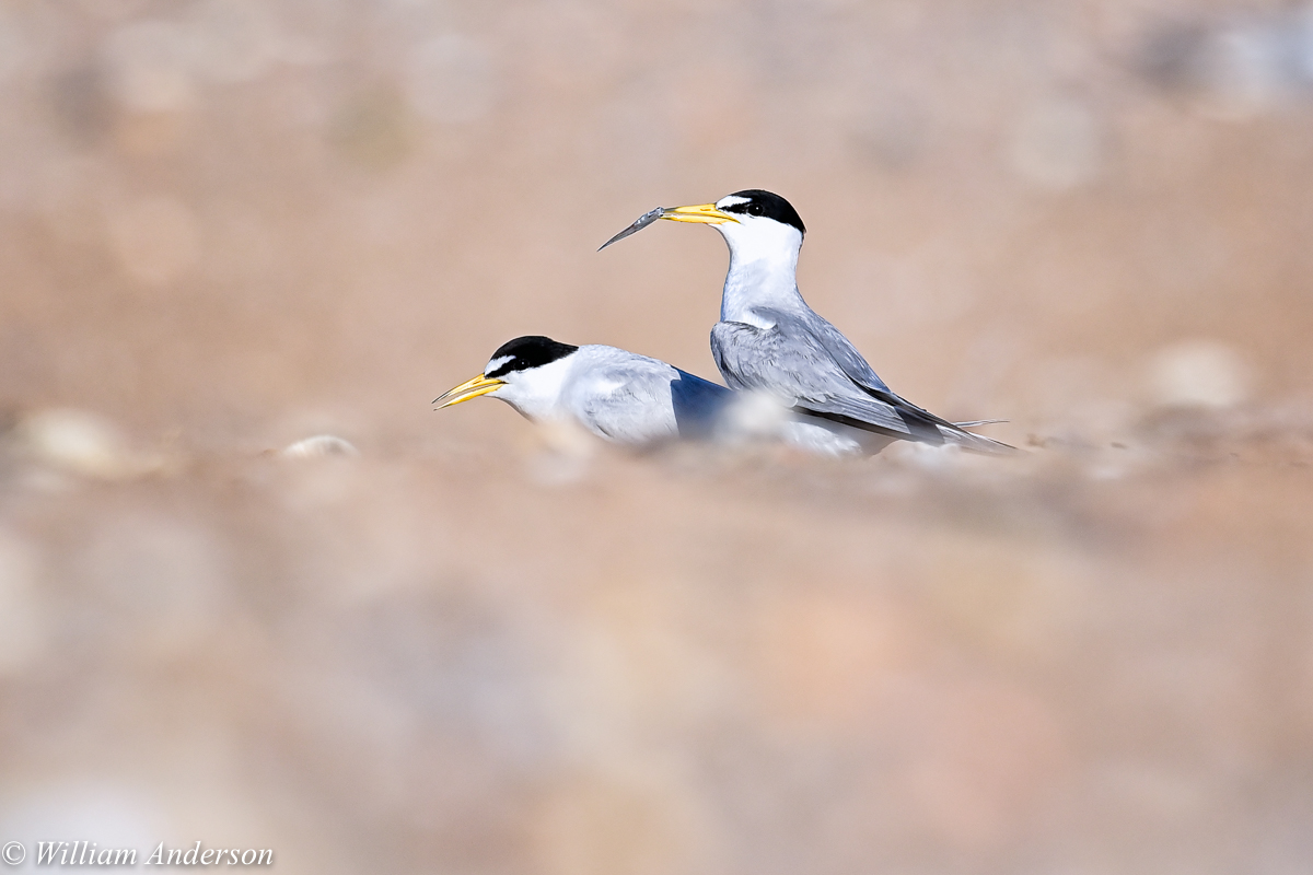 Least Tern.jpg