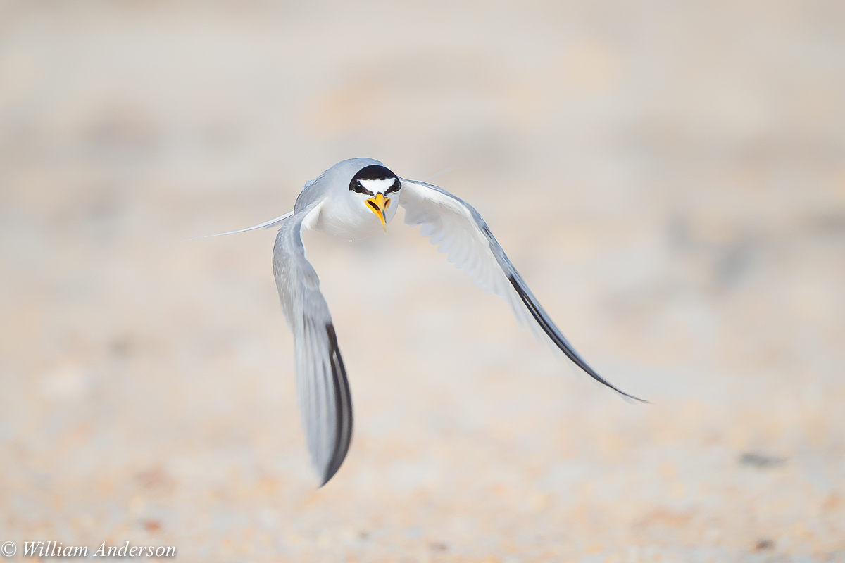 Least Tern.jpg