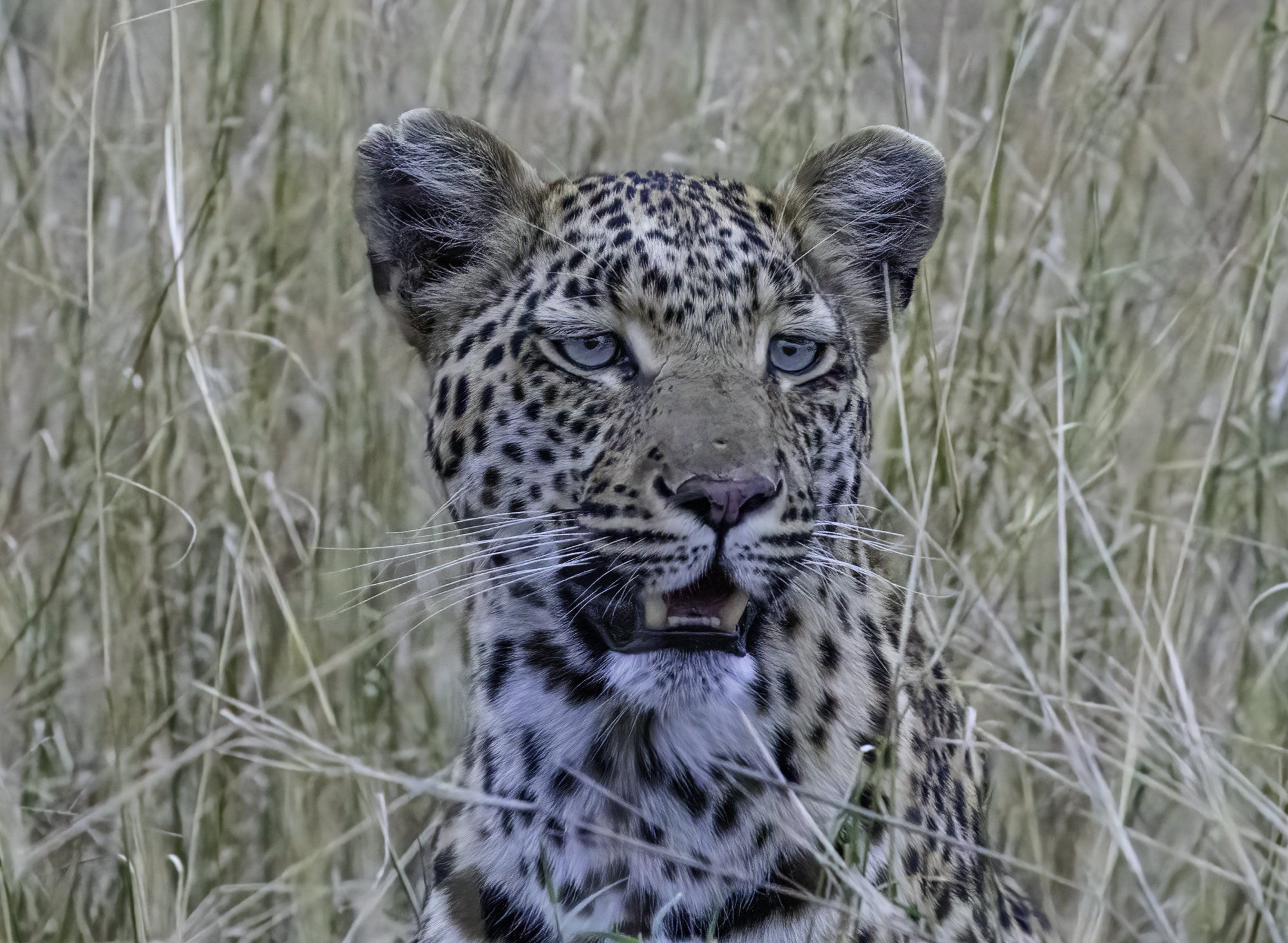 Leopard cu 11062021.jpg