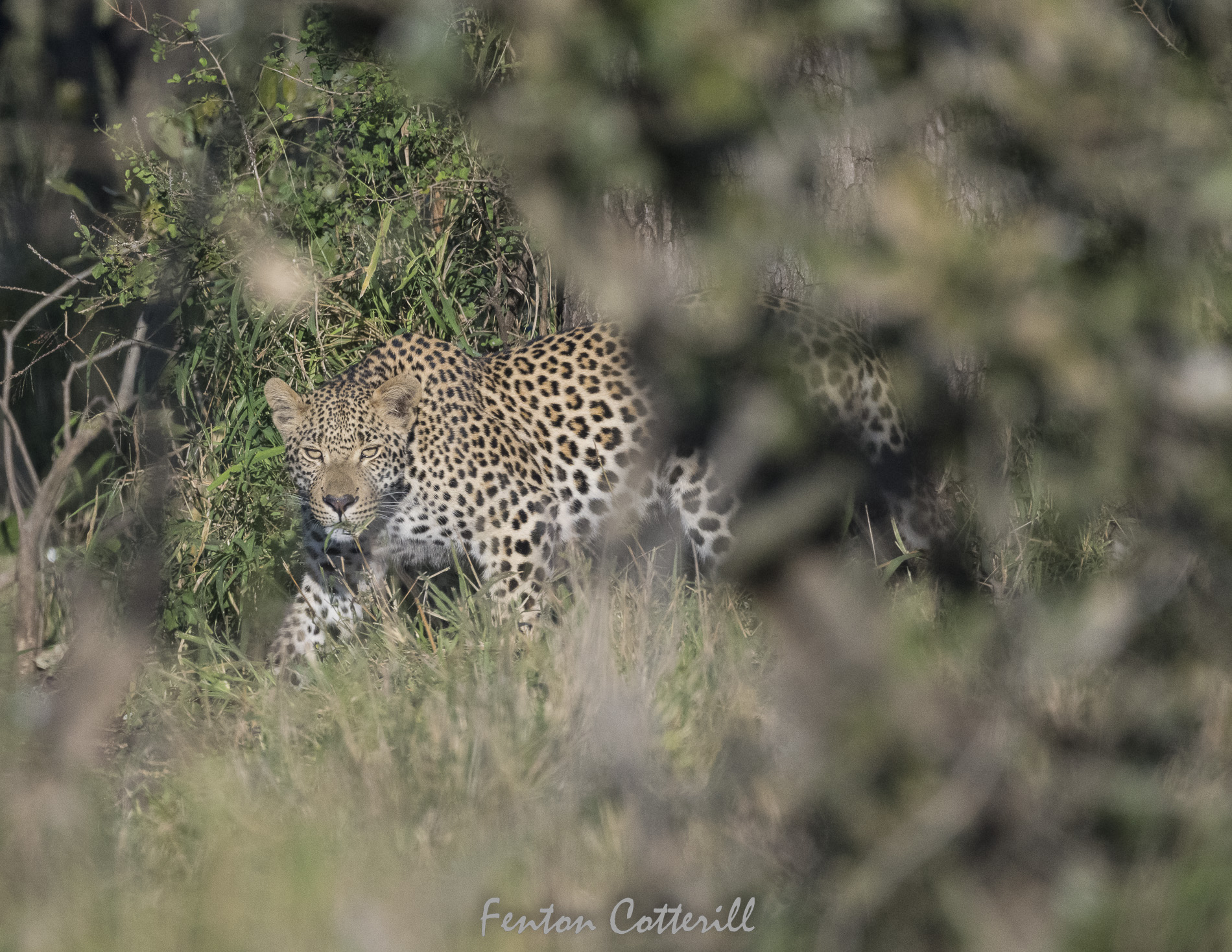 Leopard glimpsed through thick vegetation June2022-4975.jpg