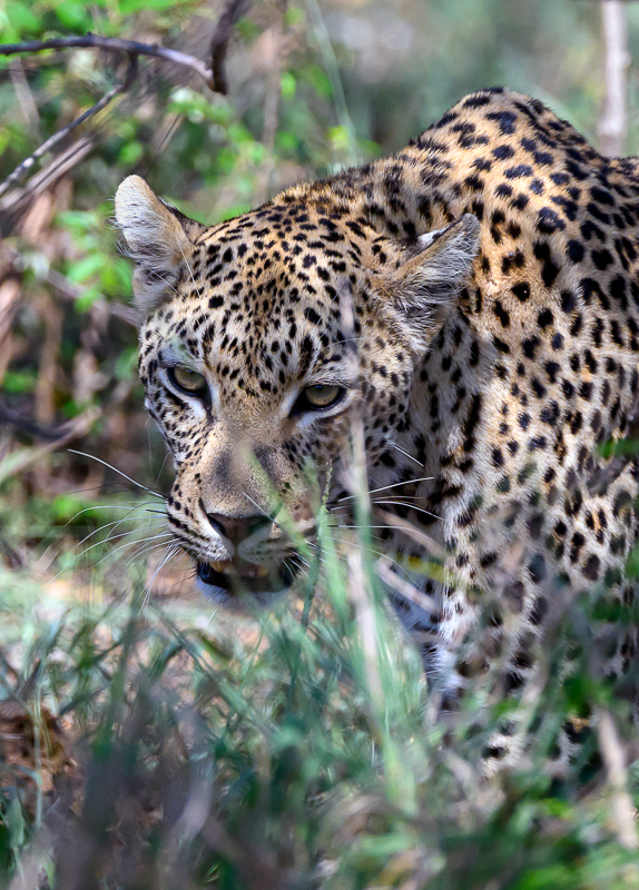 Leopard in the grass.jpg
