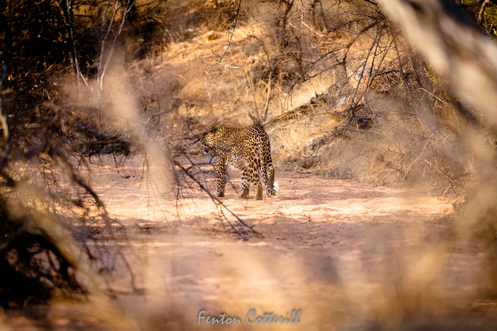 Leopard male sunset riverbed Sep2021-8875.jpg