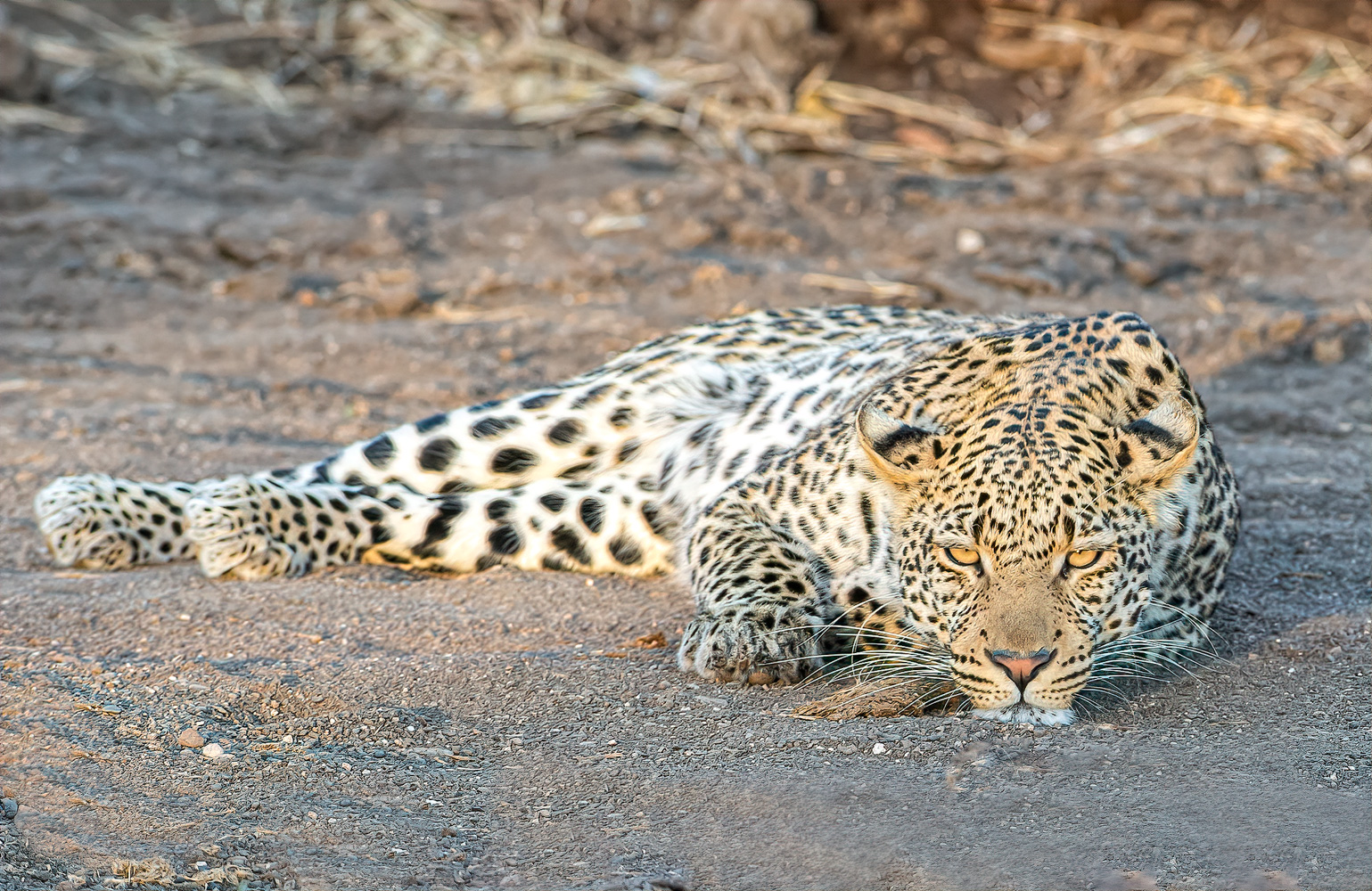 LEOPARD STARE.jpg