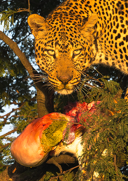 leopardDSC_5413-Edit.png