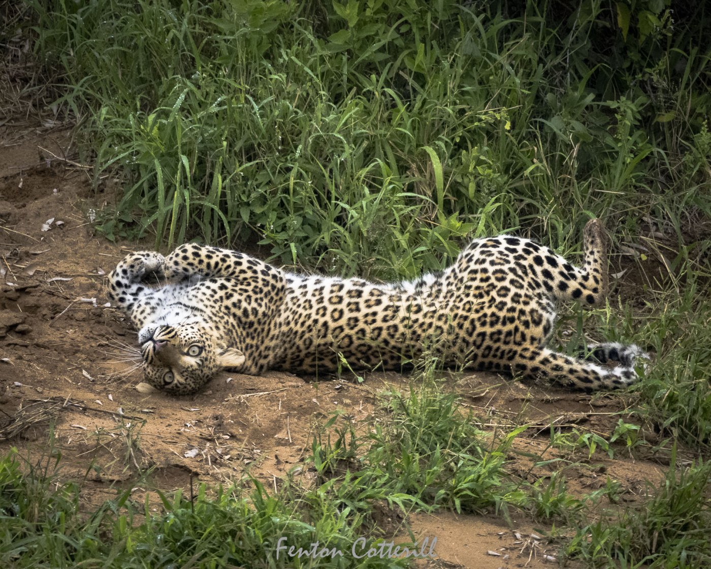 Leopardess Mphongolo rolling on her back rd_June2022-1043.jpg