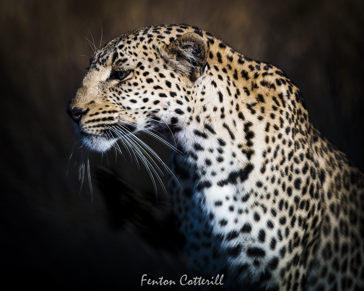Leopardess portrait charioscruro Kruger_June2022-50085.jpg