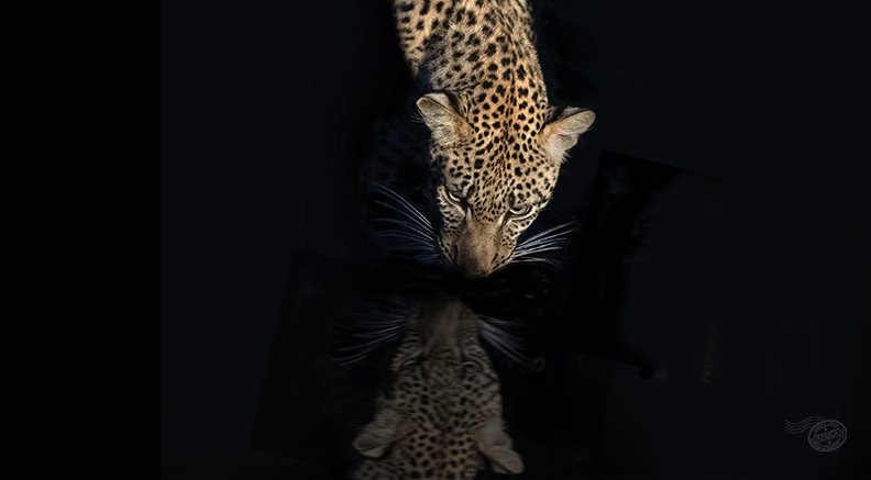 Leopardmirror*.jpg