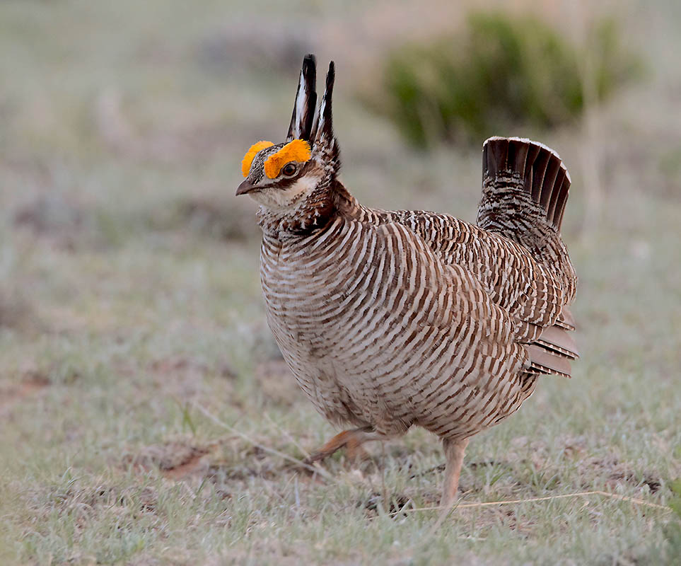 Lesser Prairie Chicken  Mathis Ranch Lek  East of Rosell, NM04132010_E5C3734-denoise-low-light.jpg