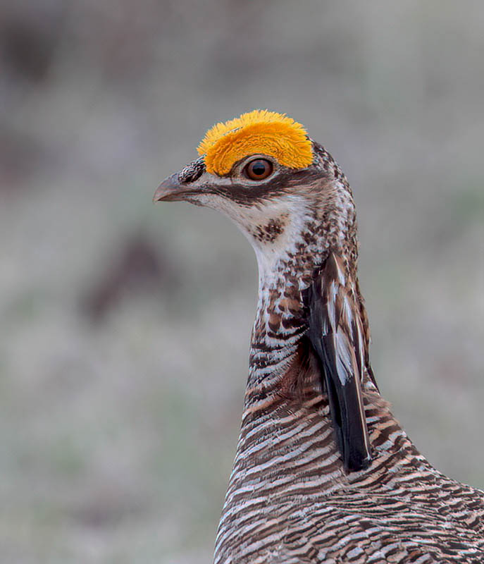 Lesser Prairie Chicken  Mathis Ranch Lek  East of Rosell, NM04132010_E5C4263-denoise-low-light.jpg