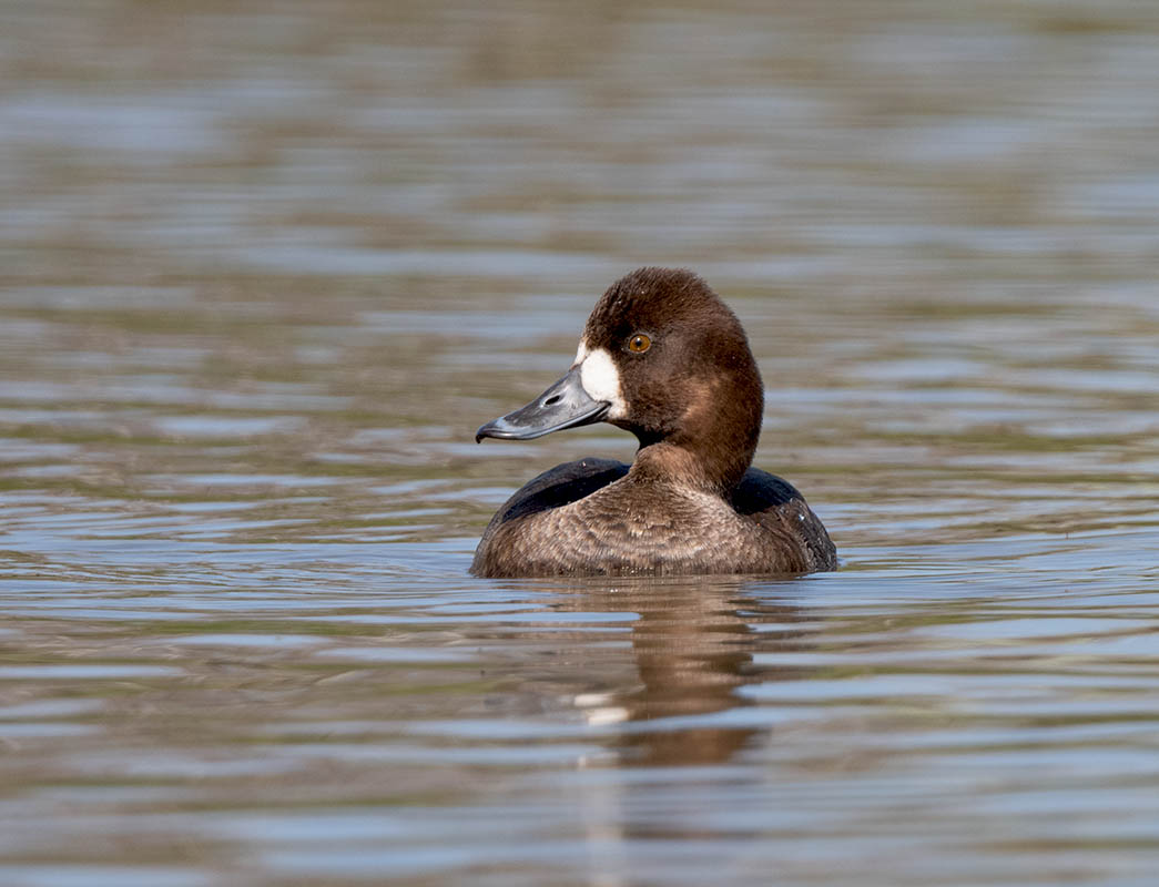 Lesser Scaup 850_1883.jpg