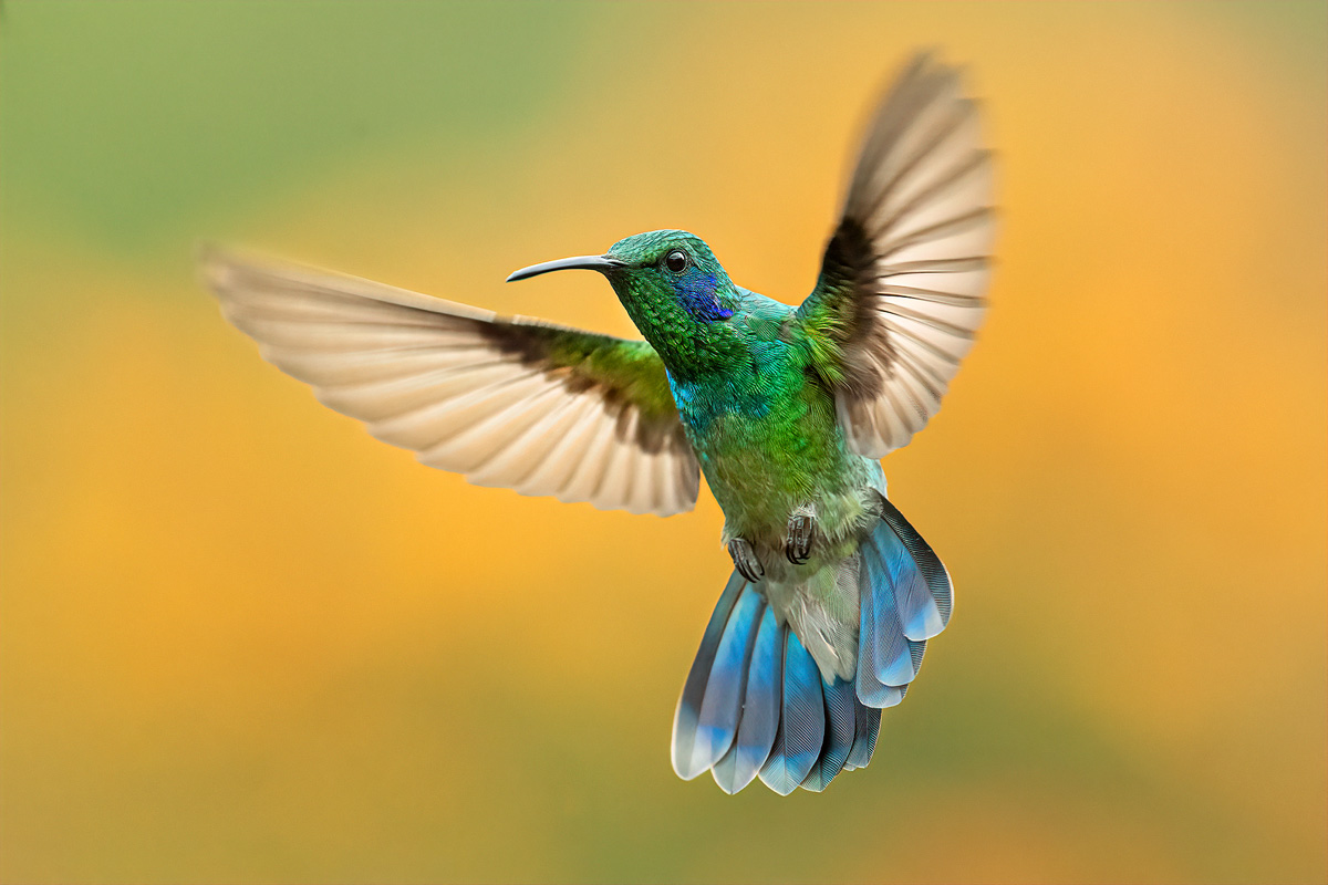 lesser-violetear-hummingbird-in-light-Edit.jpg