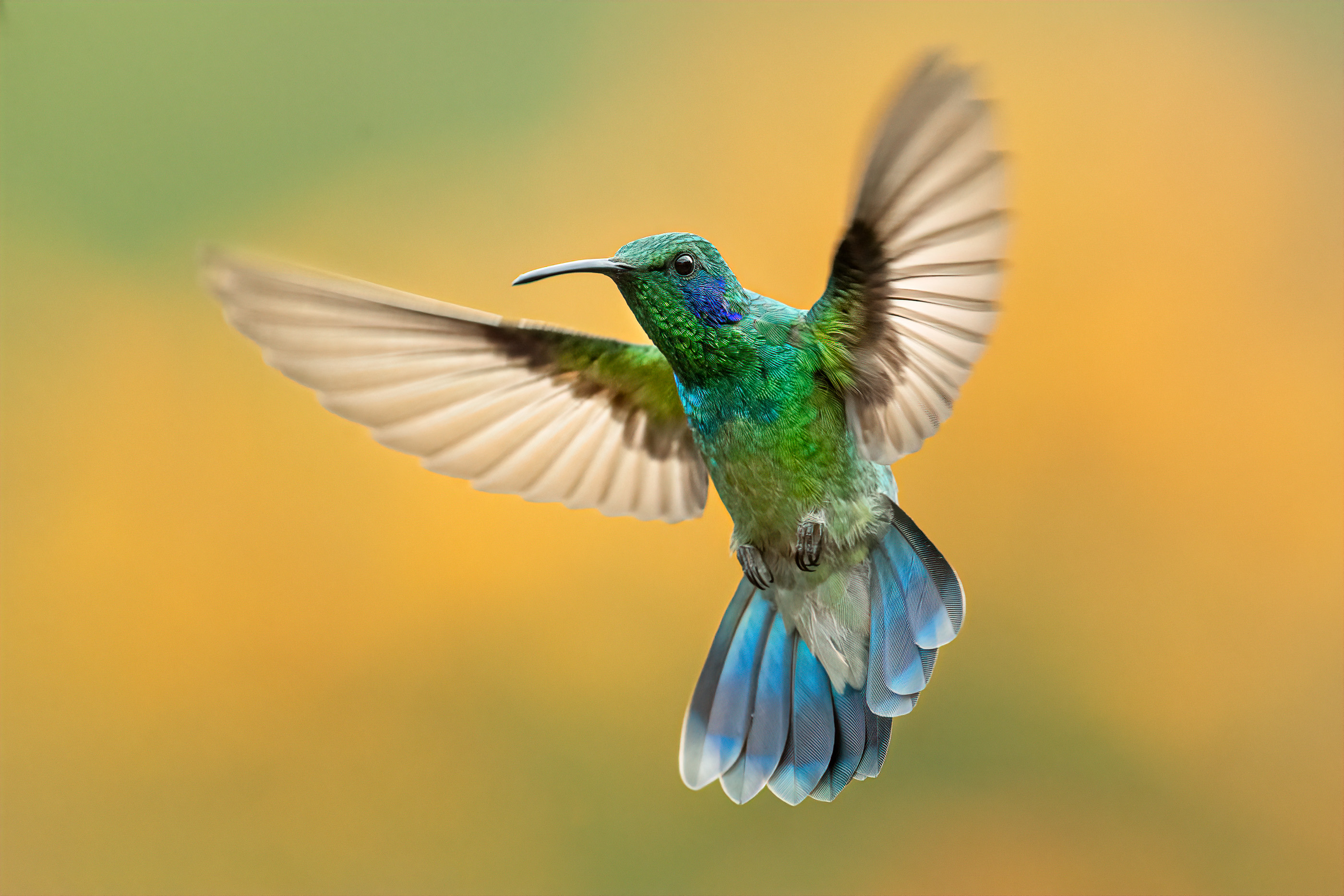 lesser-violetear-hummingbird-in-light.jpg