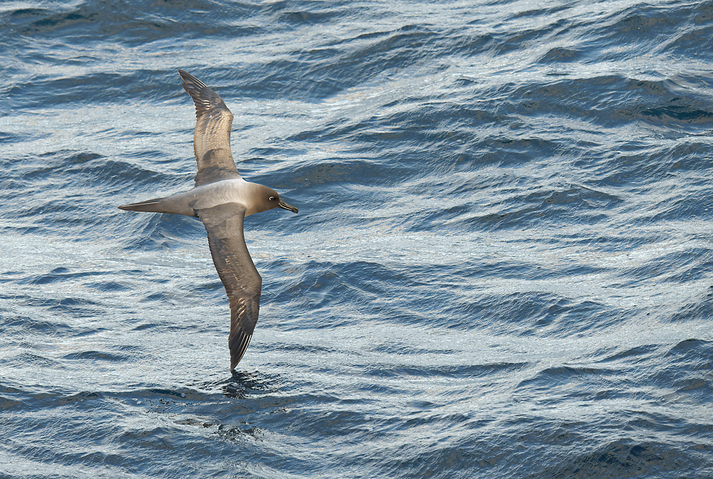 Light-mantled Sooty Albatross 16 1000.jpg