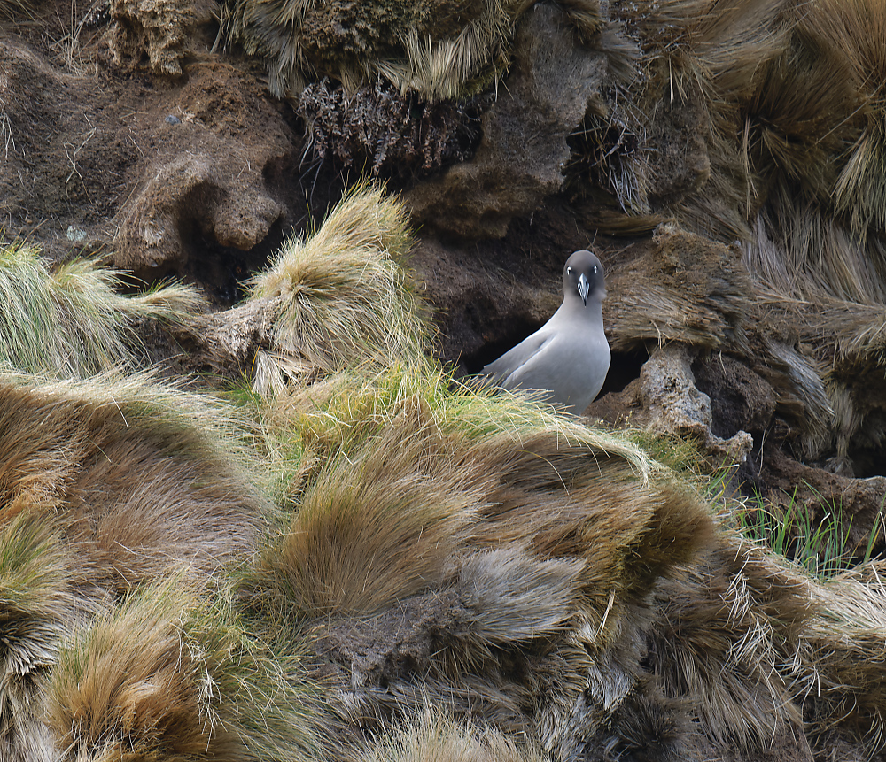 Light-mantled Sooty Albatross at nest 4 1000.jpg