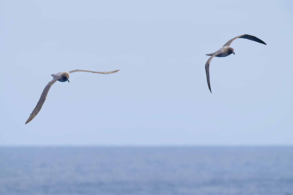 Light mantled Sooty Albatross pair 7 1000.jpg