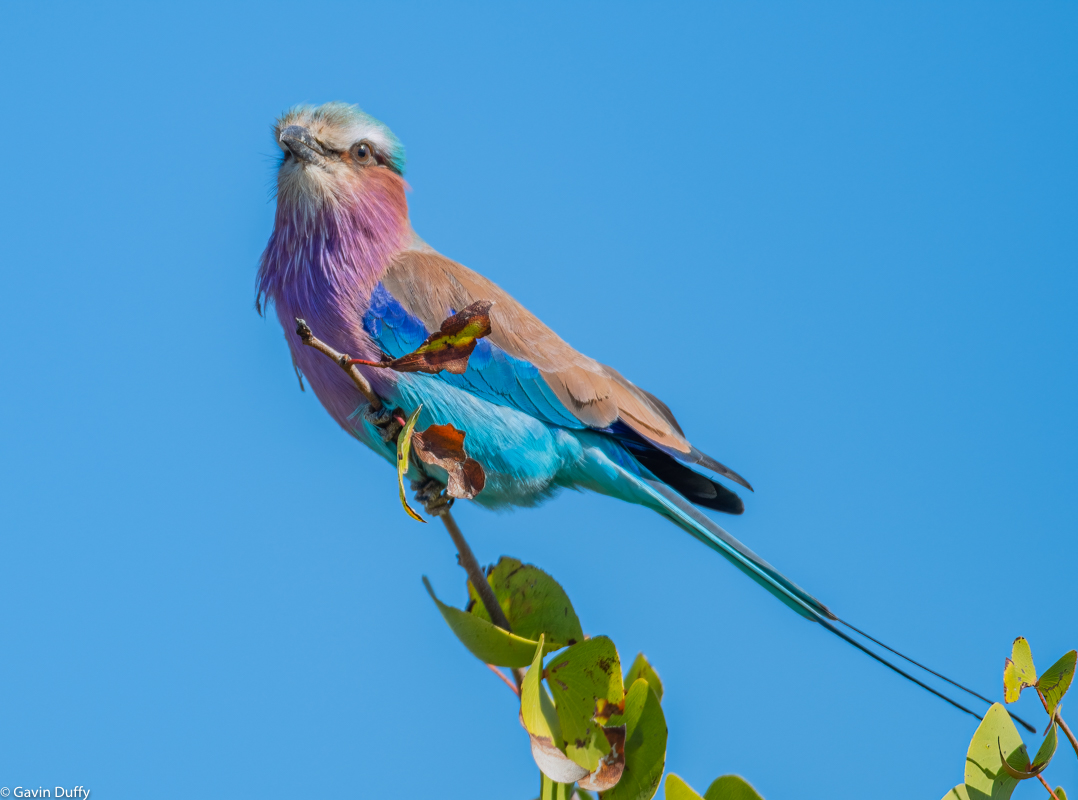 Lilac Breasted Roller (1 of 1)-2.jpg