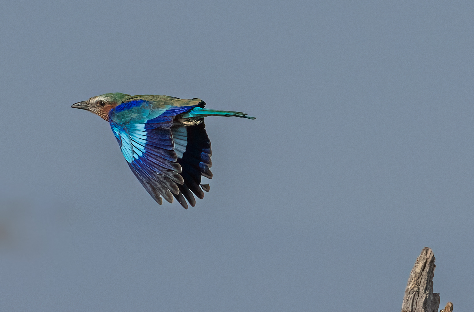 Lilac breasted roller (1 of 1)-2.jpg