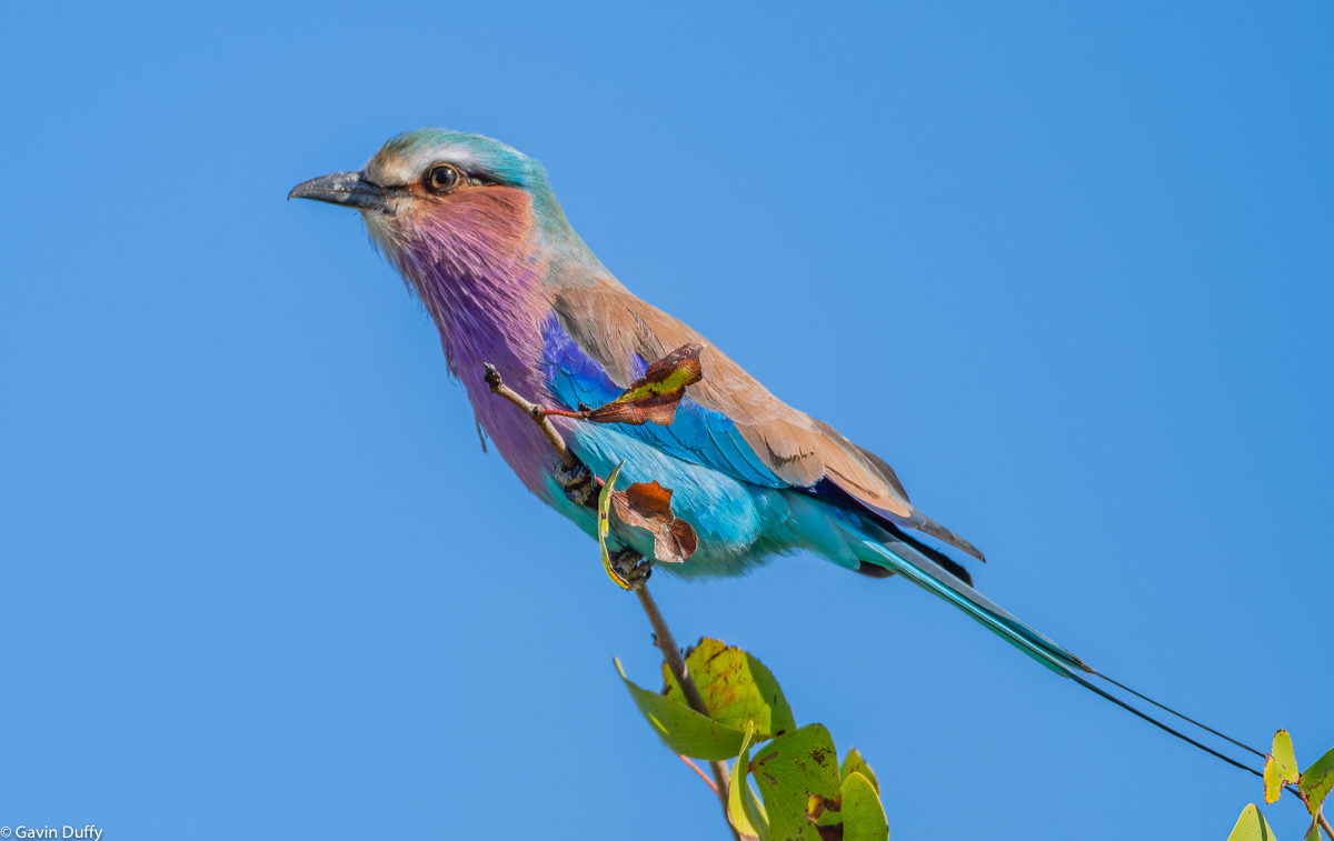 Lilac Breasted Roller (1 of 1)-3.jpg