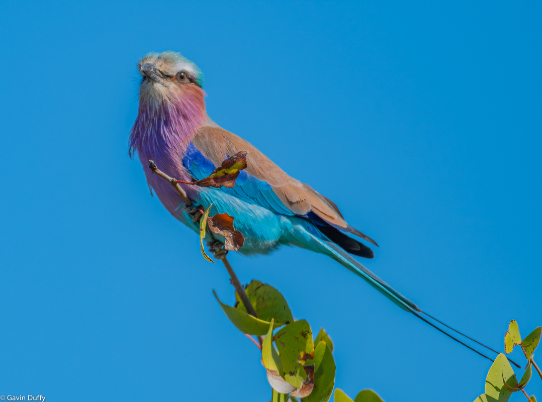 Lilac breasted Roller (1 of 1)-4.jpg