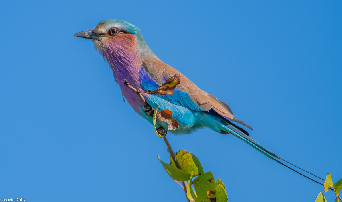 Lilac breasted Roller (1 of 1)-5.jpg