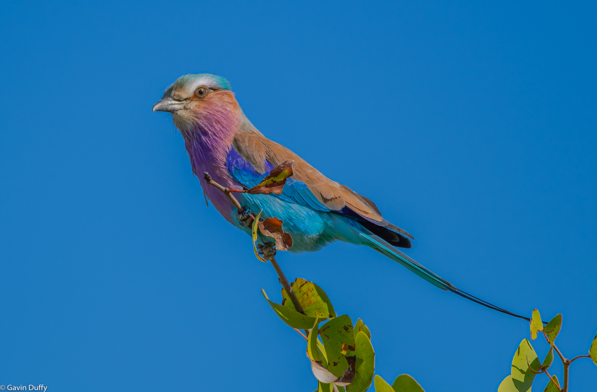 Lilac breasted Roller (1 of 1)-6.jpg