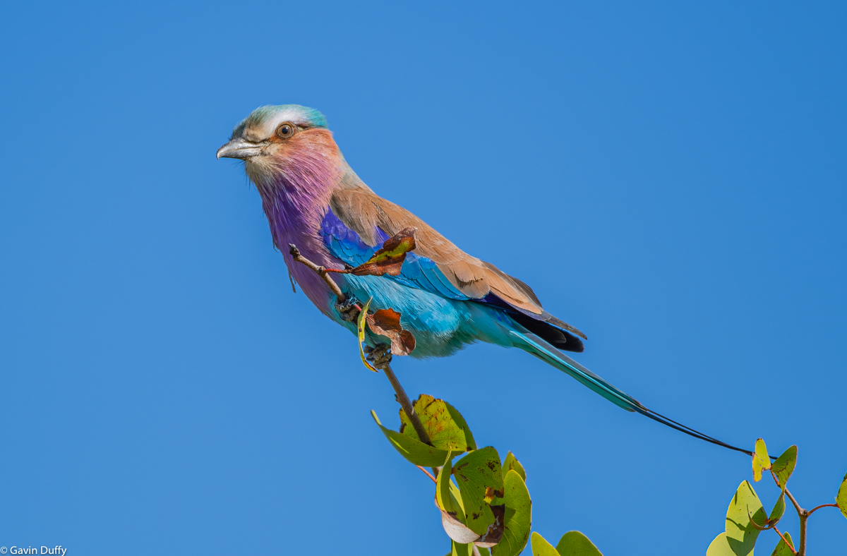 Lilac Breasted Roller (1 of 1).jpg