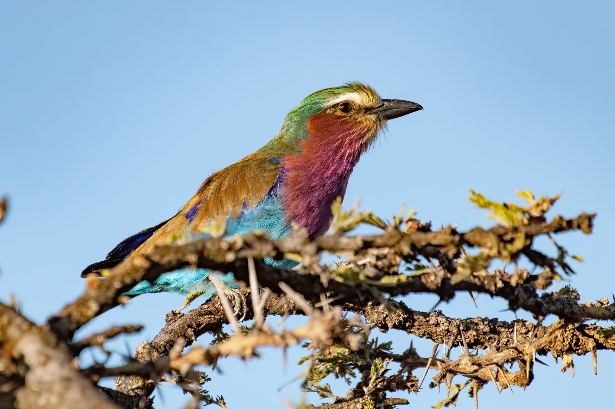 Lilac-breasted Roller.jpg