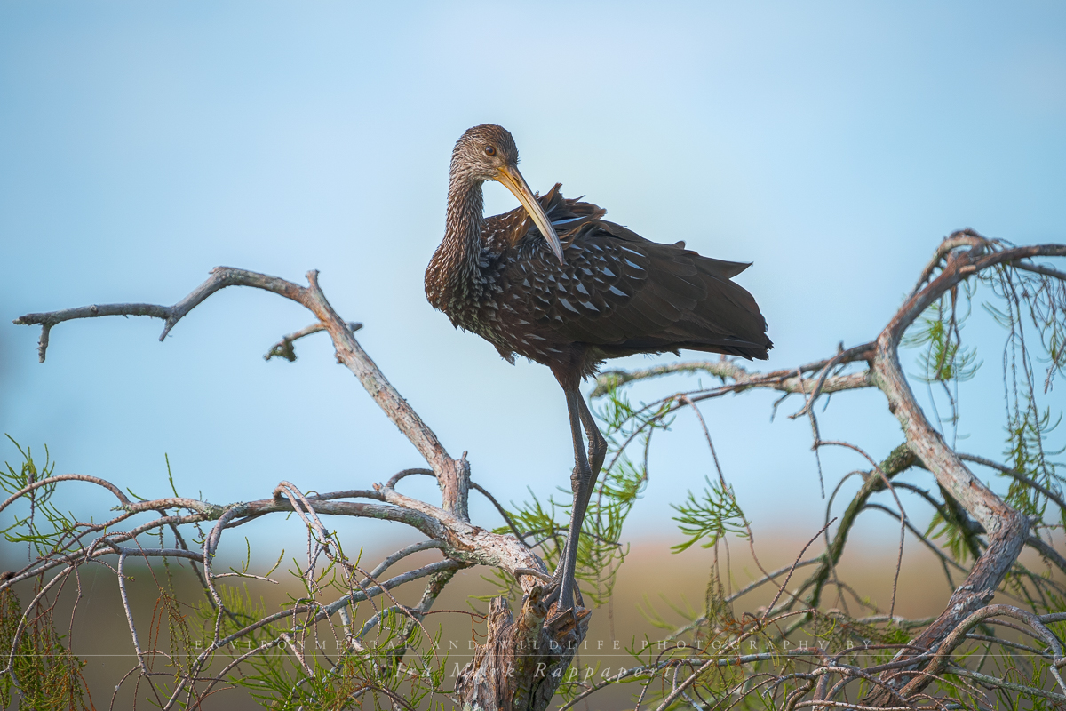 Limpkin-2.jpg