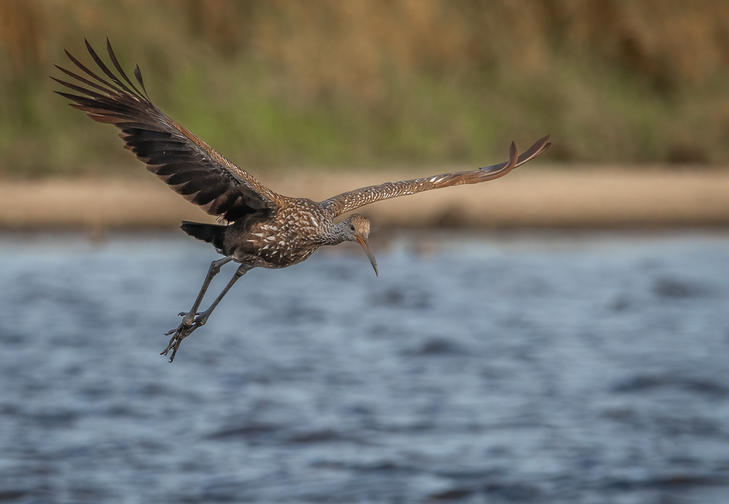 Limpkin comming at ya_.jpg