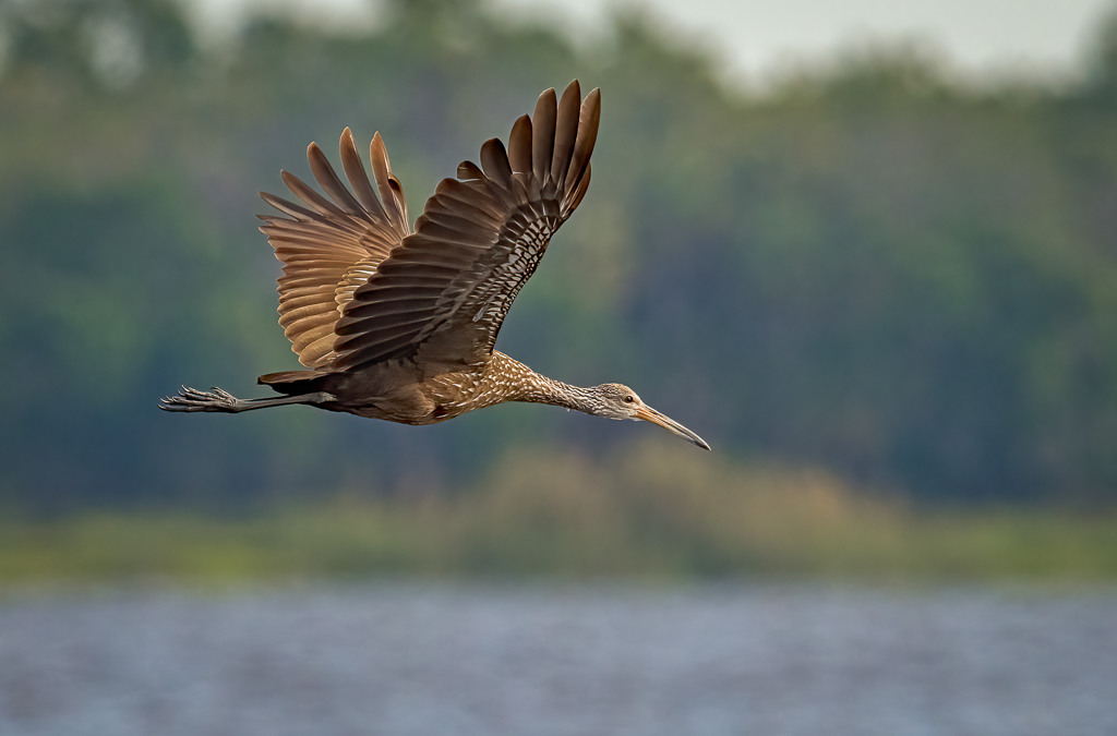 Limpkin in Flight_.jpg