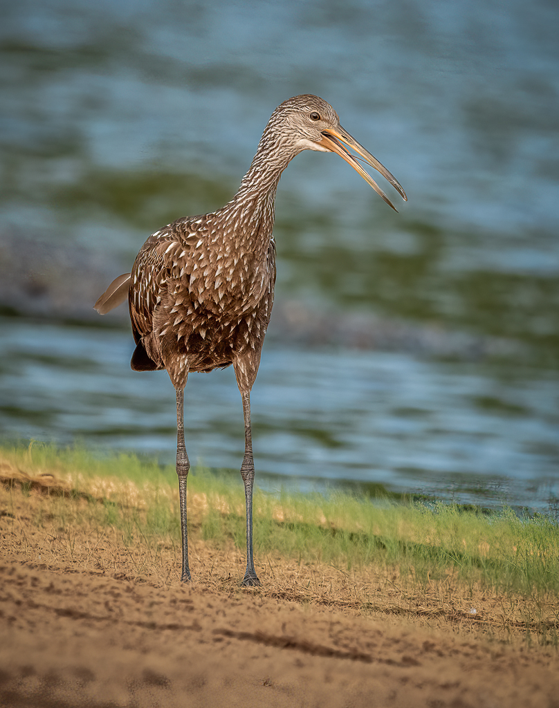 Limpkin Squacking_.jpg