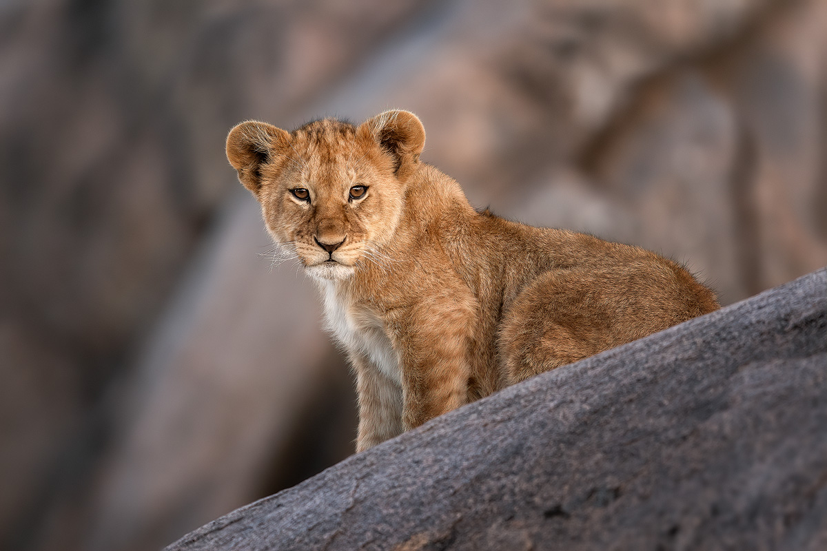 lion-cub-on-rock.jpg
