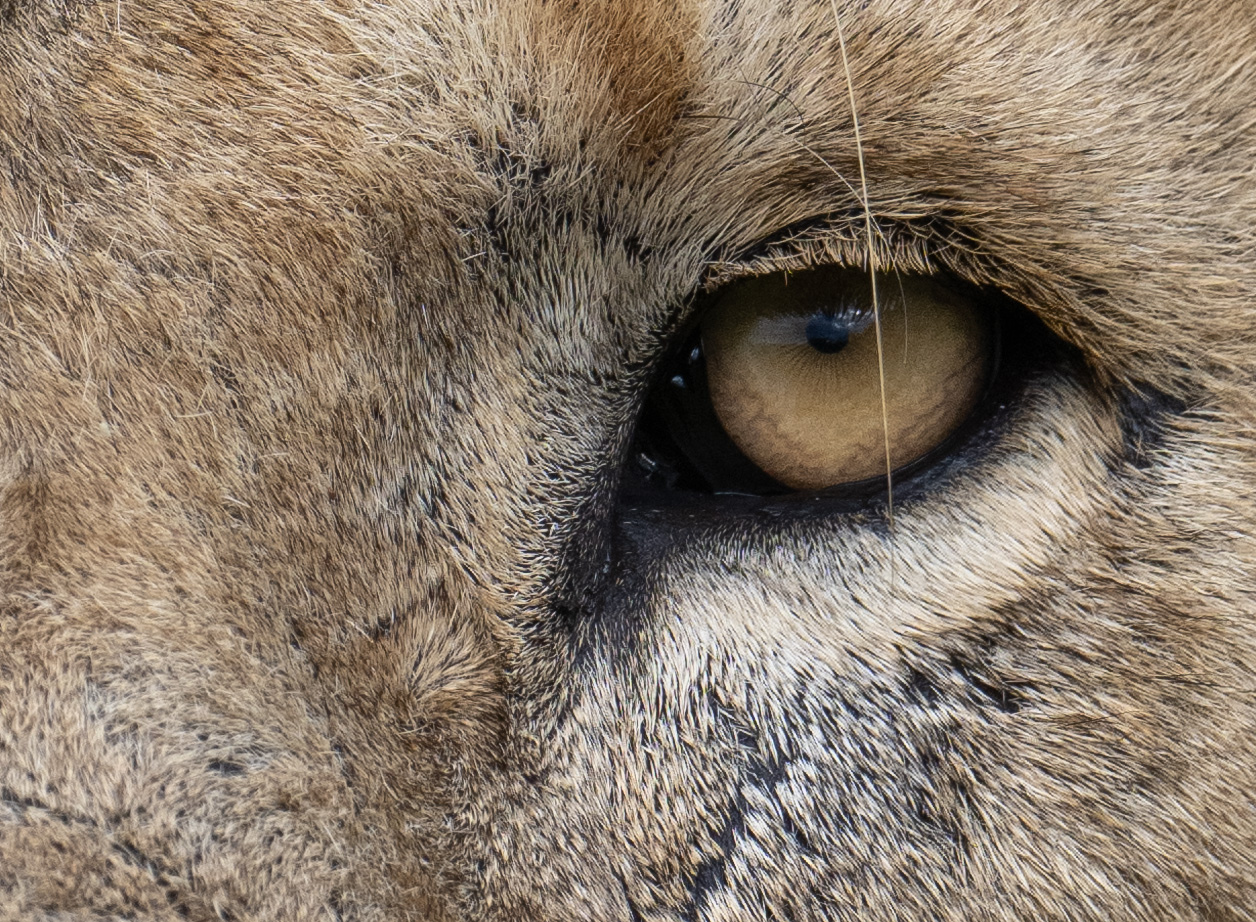 lion-eyes.jpg