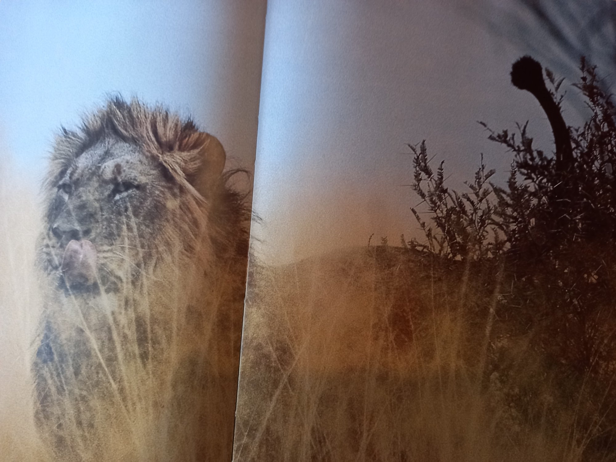 Lion Kalahari Peter Johnson_rd 20210320_165856.jpg