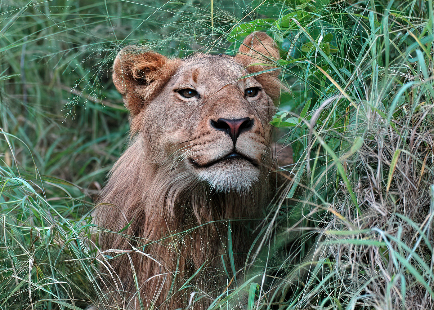 lion look thru-studio.jpg