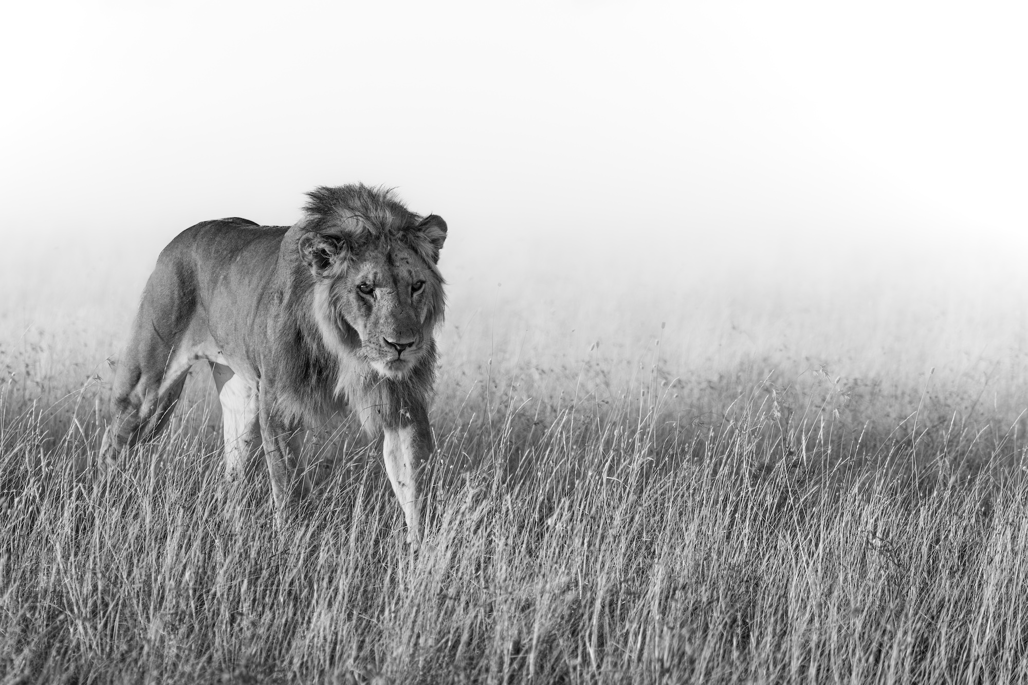Lion on the prowl at dawn (B&W).jpg